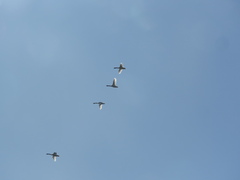 Cygnus melancoryphus