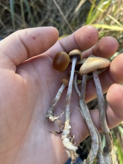Psilocybe azurescens
