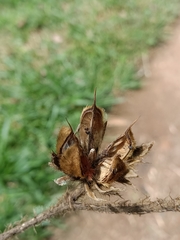 Hibiscus macrophyllus