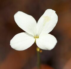 Heliophila juncea