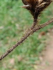 Hibiscus macrophyllus