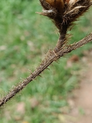 Hibiscus macrophyllus
