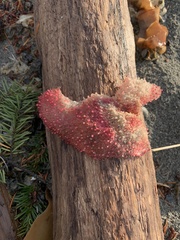 Chondracanthus