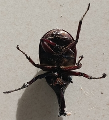 Xylotrupes gideon