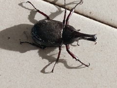 Xylotrupes gideon