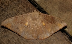 Oxydia trychiata