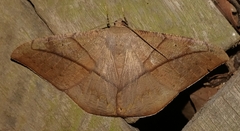 Oxydia trychiata