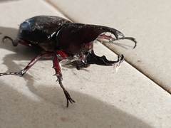 Xylotrupes gideon