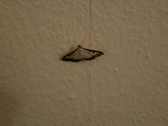 Cydalima perspectalis