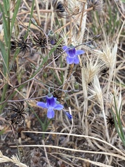 Conanthera campanulata