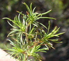 Cliffortia tuberculata