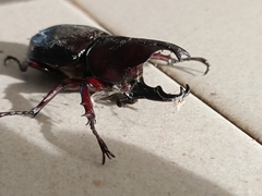 Xylotrupes gideon