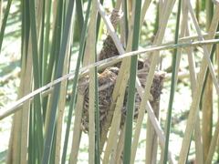 Phleocryptes melanops