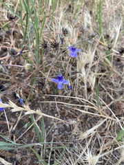 Conanthera campanulata