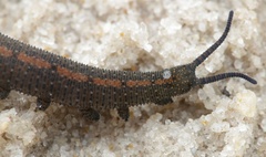 Peripatopsidae