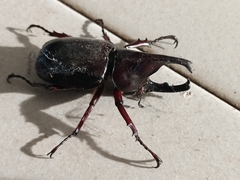 Xylotrupes gideon