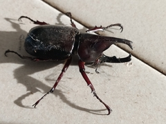Xylotrupes gideon