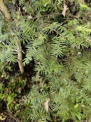 Prumnopitys ferruginea