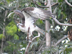 Pandion haliaetus