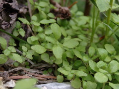 Parietaria pensylvanica