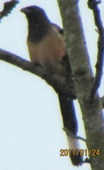 Dendrocitta vagabunda