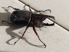 Xylotrupes gideon