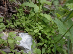 Parietaria pensylvanica