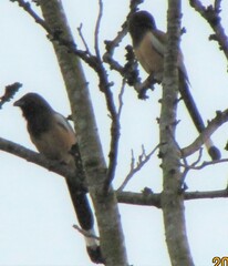 Dendrocitta vagabunda