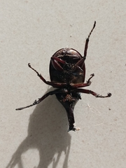 Xylotrupes gideon