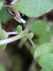 Parietaria pensylvanica