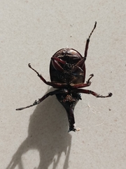 Xylotrupes gideon