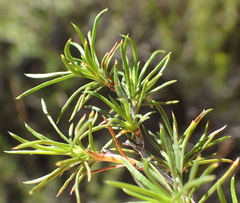 Cliffortia tuberculata