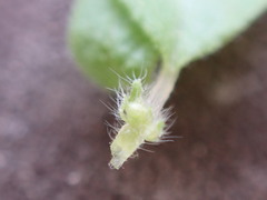 Parietaria pensylvanica