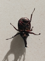Xylotrupes gideon