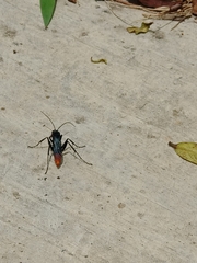 Tachypompilus analis