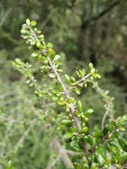 Coprosma wallii
