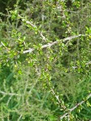 Coprosma wallii