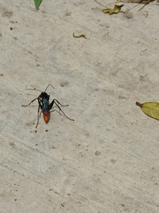 Tachypompilus analis