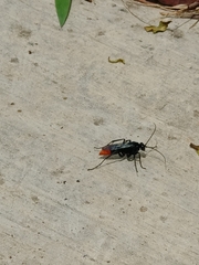 Tachypompilus analis