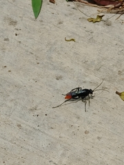 Tachypompilus analis