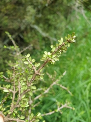 Coprosma wallii
