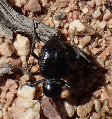 Moluris gibba