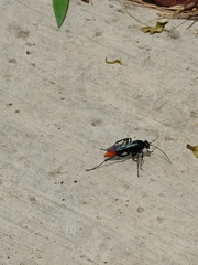 Tachypompilus analis