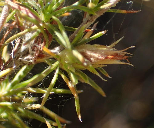 Image of Cliffortia tuberculata by (c) Nicola van Berkel, some rights reserved (CC BY-SA)