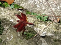 Neurothemis ramburii