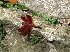 Neurothemis ramburii