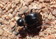 Moluris gibba