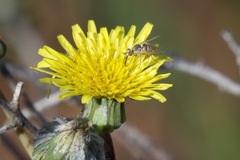 Phthiriinae