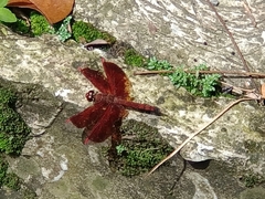 Neurothemis ramburii