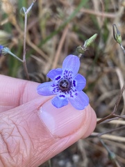 Conanthera campanulata